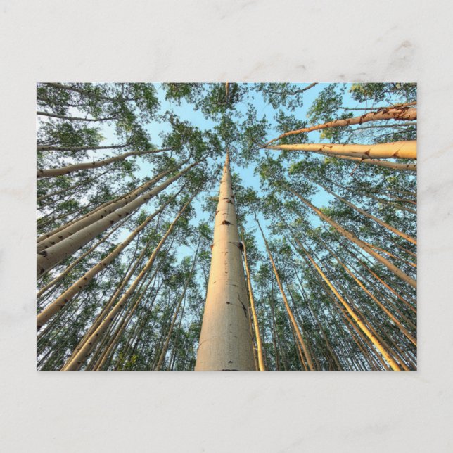 Cartão Postal Aspen Trunfos E Folhas, Yukon (Frente)