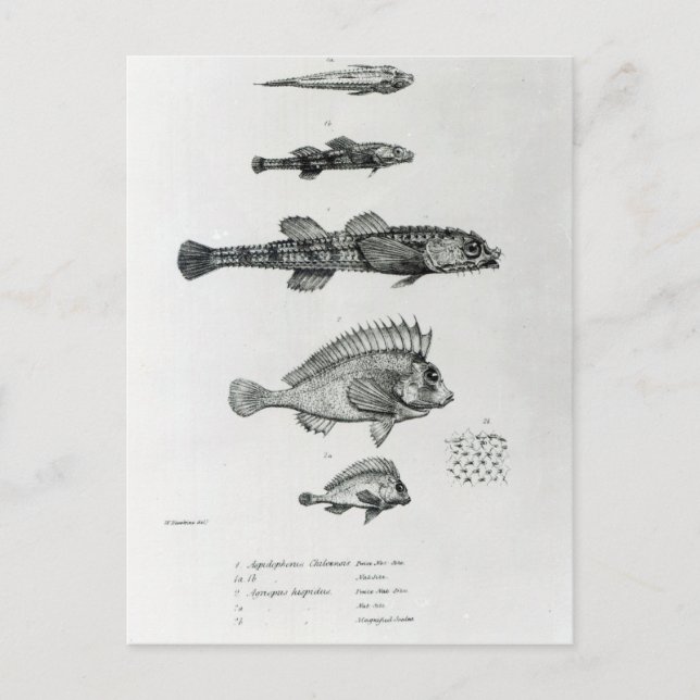 Cartão Postal Aspidophorus Chiloensis e Agriopus Hispidus (Frente)
