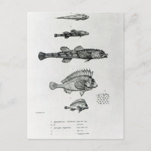 Cartão Postal Aspidophorus Chiloensis e Agriopus Hispidus