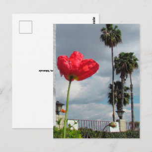 Cartão postal - Aspirações do Papoula