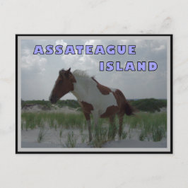 Cartão postal Assateague Cavalos Selvagens 2