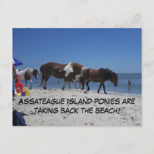 Cartão Postal Assateague Island Ponies Take Back Beach
