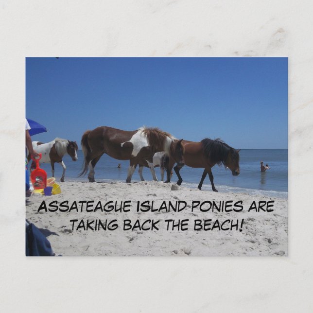 Cartão Postal Assateague Island Ponies Take Back Beach (Frente)