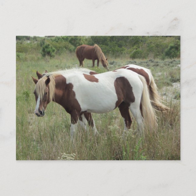 Cartão Postal Assateague Ponies (Frente)
