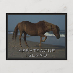 Cartão Postal Assateague Wild Horses 1 Postcard