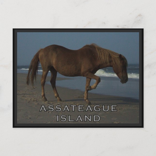 Cartão Postal Assateague Wild Horses 1 Postcard (Frente)