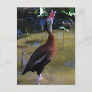 Cartão Postal Assobio Pato