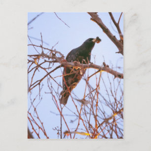 Cartão Postal assustador pôr do sol