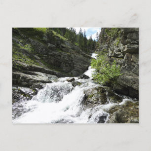Cartão Postal Aster Creek no Glacier National Park