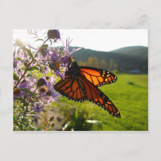 Cartão Postal Aster Visitor