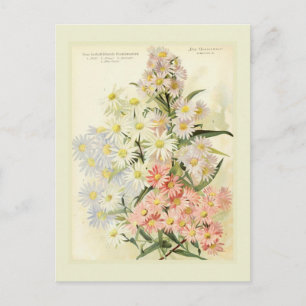 Cartão Postal Asters (margarida de Michaelmas)