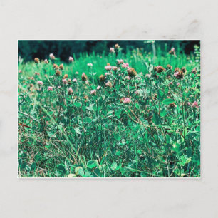 Cartão Postal Astritos