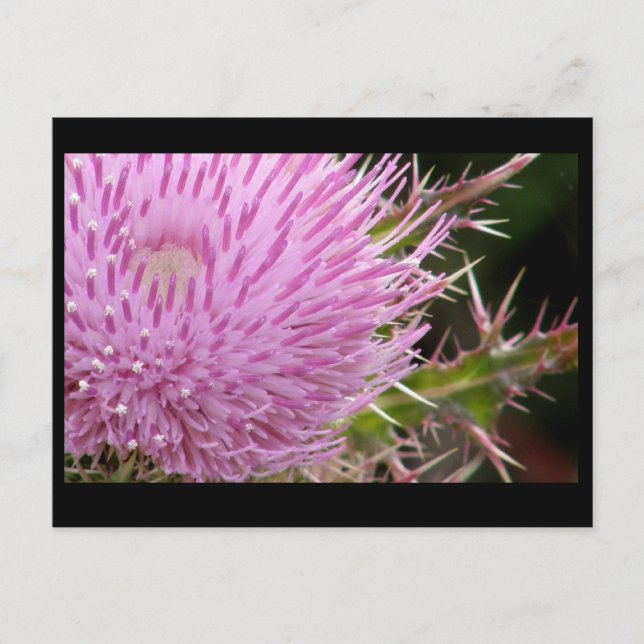 Cartão Postal Astro (Frente)