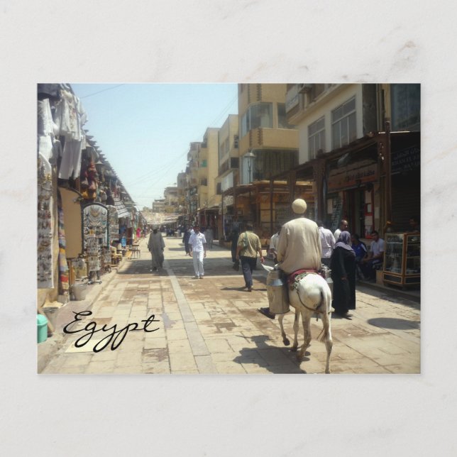 Cartão Postal aswan donkey (Frente)