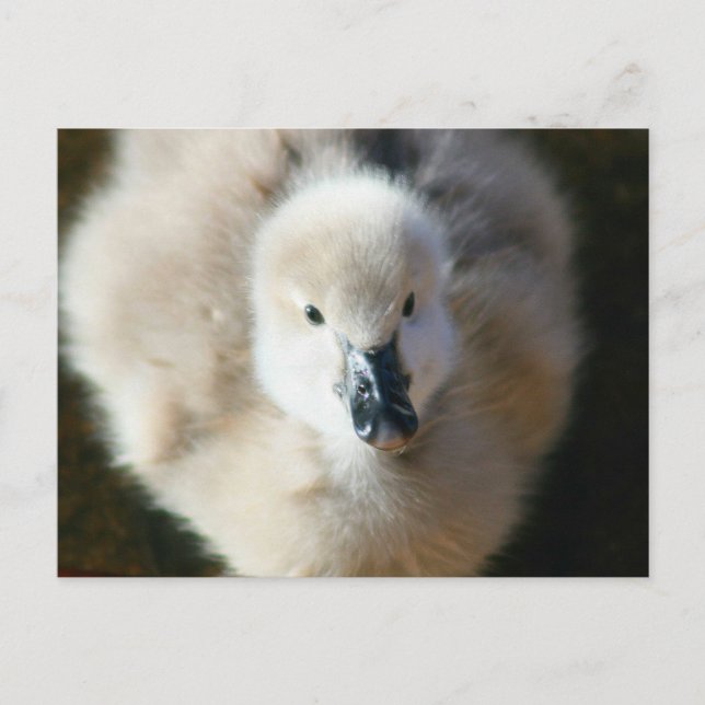 Cartão Postal Ataque Bonito! (Frente)