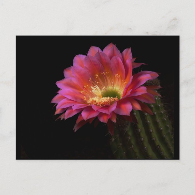 Cartão Postal Ataque de Cactus Blooming (Frente)