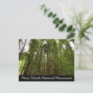 Cartão Postal Até Redwoods I no Monumento Nacional Muir Woods