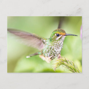 Cartão Postal Aterrissagem bonito de Hummingbird em uma ramifica