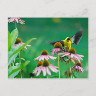 Cartão Postal Aterrissagem de Goldfinch (Spinus tristis) em um C