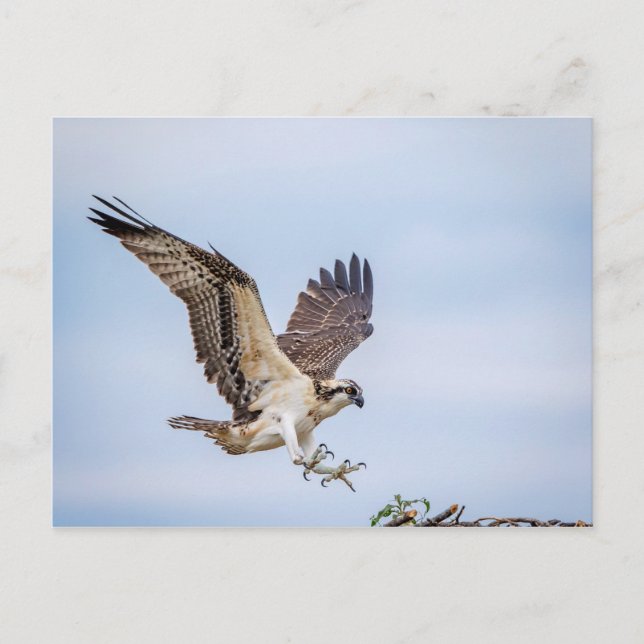 Cartão Postal Aterrissagem de Osprey no ninho (Frente)