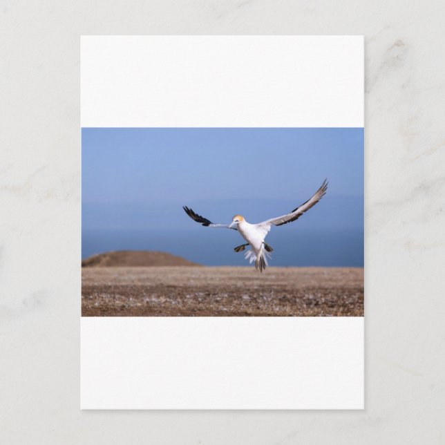 Cartão Postal Aterrissagem gannet na colônia de Cape Kidnappers (Frente)