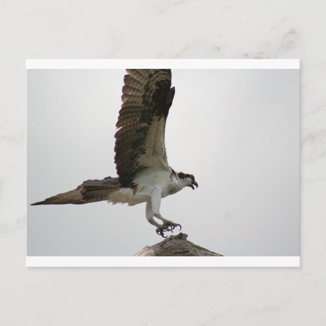 Cartão Postal Aterrissagem Osprey (Frente)