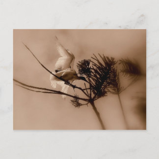 Cartão Postal aterrissagem suave