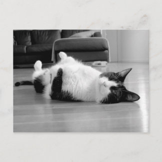 Cartão Postal Atitude de Cat