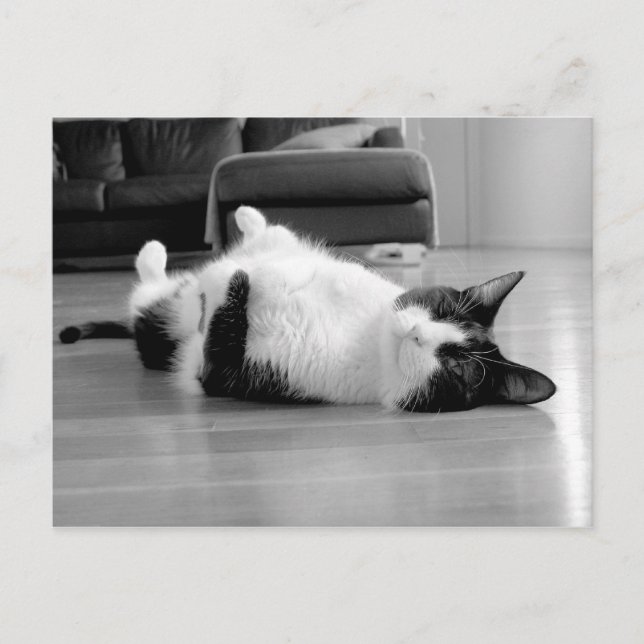 Cartão Postal Atitude de Cat (Frente)