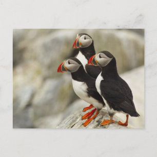 Cartão Postal Atlantic Puffins on Machias Seal Island off the