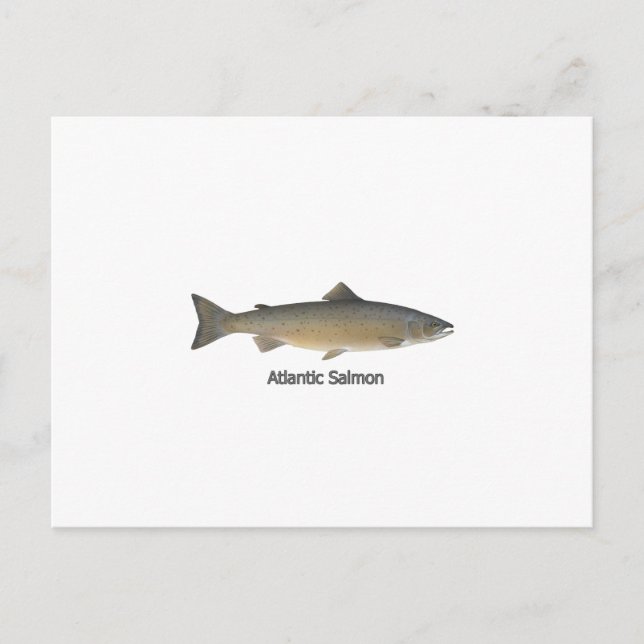 Cartão Postal Atlantic Salmon (intitulado) (Frente)