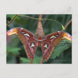 Cartão Postal Atlas moth