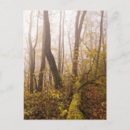 Cartão Postal Atmospheric Autumn Forest in Mist