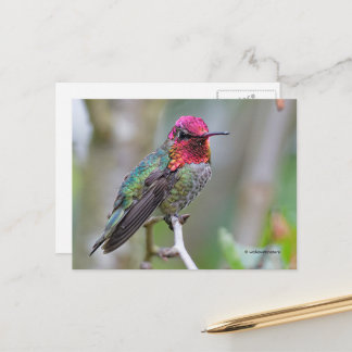 Cartão Postal Atordoamento do Hummingbird de Anna em Branch