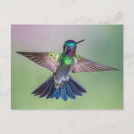 Cartão Postal Atordoamento do Hummingbird Voando na Costa Rica