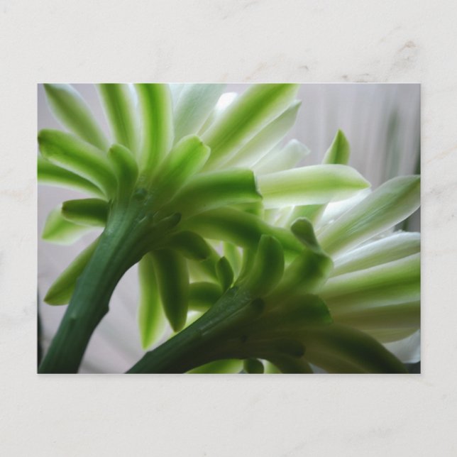 Cartão Postal Atrás das Cenas (Frente)