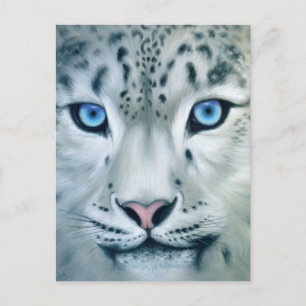 Cartão Postal Atrás dos Olhos Azuis - Leopardo da Neve