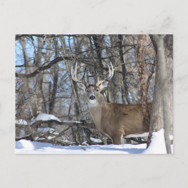 CARTÃO POSTAL ATRAVÉS DA NEVE PROFUNDA (Frente)