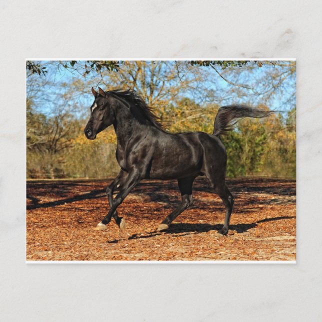 Cartão Postal Através das folhas do outono (Frente)