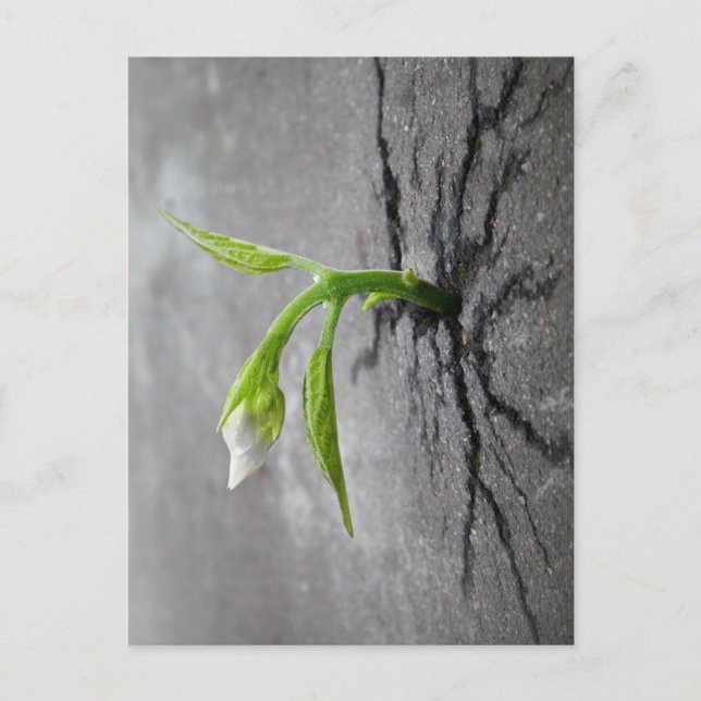 Cartão Postal Através do Concreto (Frente)