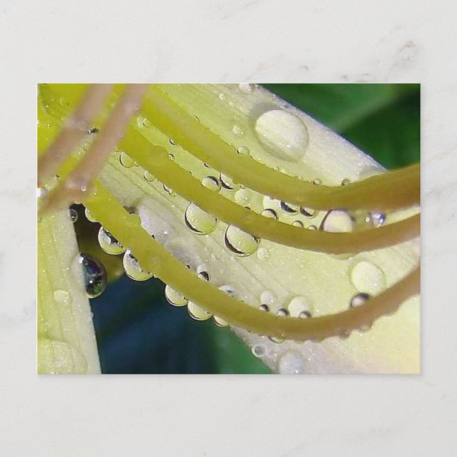 Cartão Postal Através do Vidro (Frente)