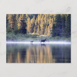 Cartão Postal Atravessando o nevoeiro