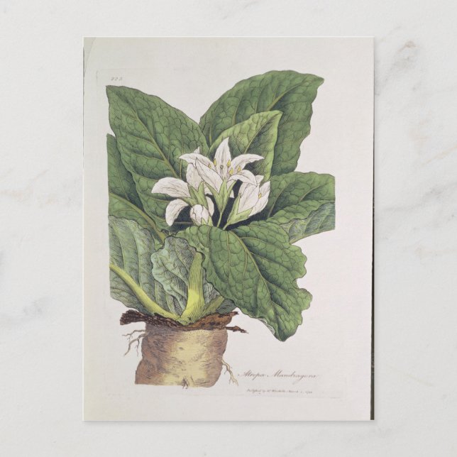 Cartão Postal Atropa mandrágora (Frente)