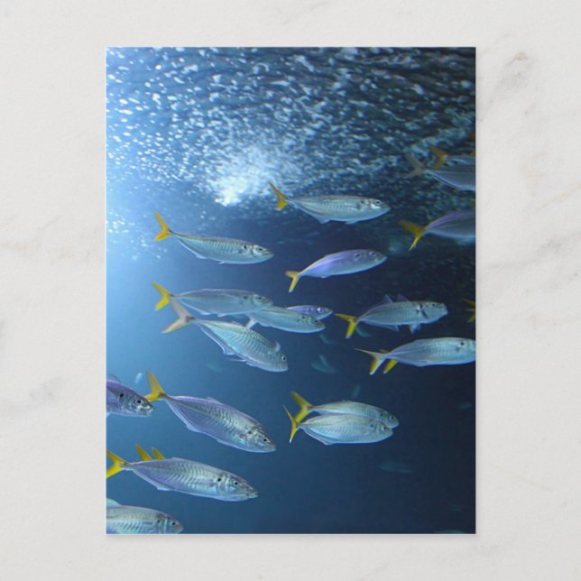 Cartão Postal Atum albacora (Frente)