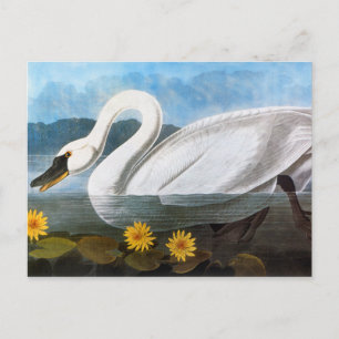 Cartão Postal Áudio: cisne