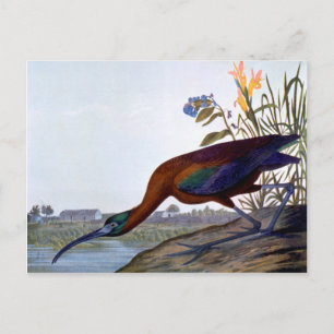 Cartão Postal Áudio: Ibis brilhante