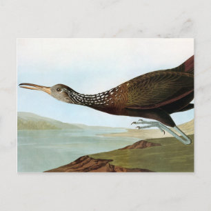 Cartão Postal Áudio: Limpkin