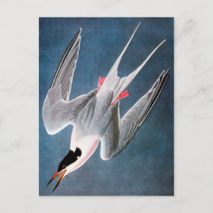 Cartão Postal Áudio: Roseate Tern