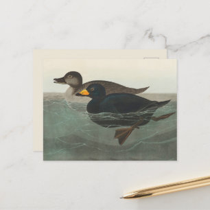 Cartão Postal Audubon American Scoter Duck
