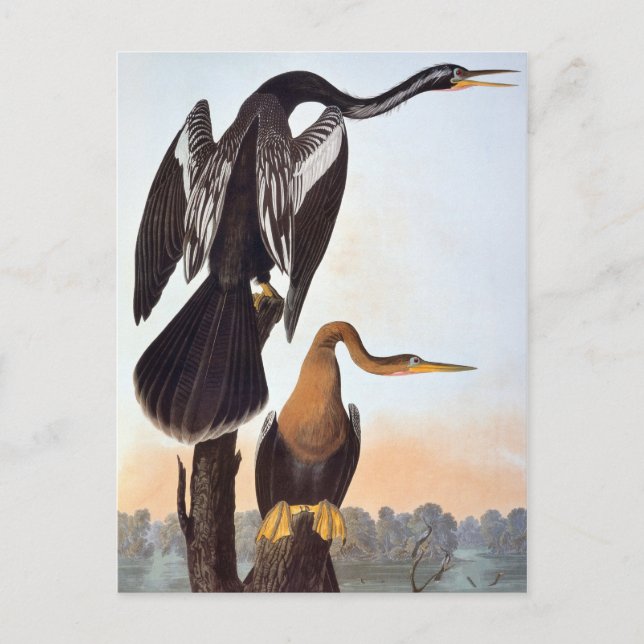 Cartão Postal Audubon: Anhinga (Frente)